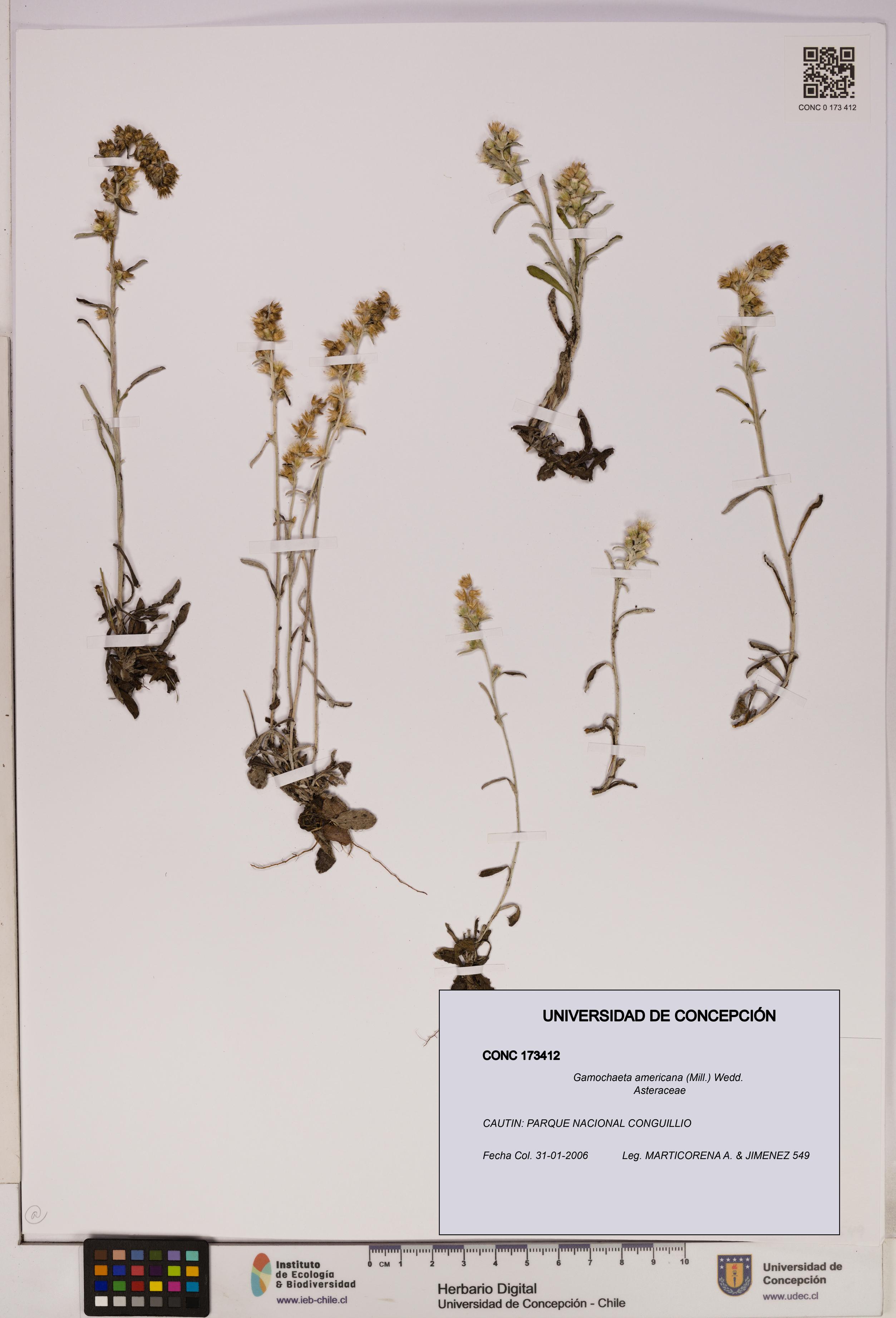 Gamochaeta americana [Espécimen: UDEC:CONC:0173412]