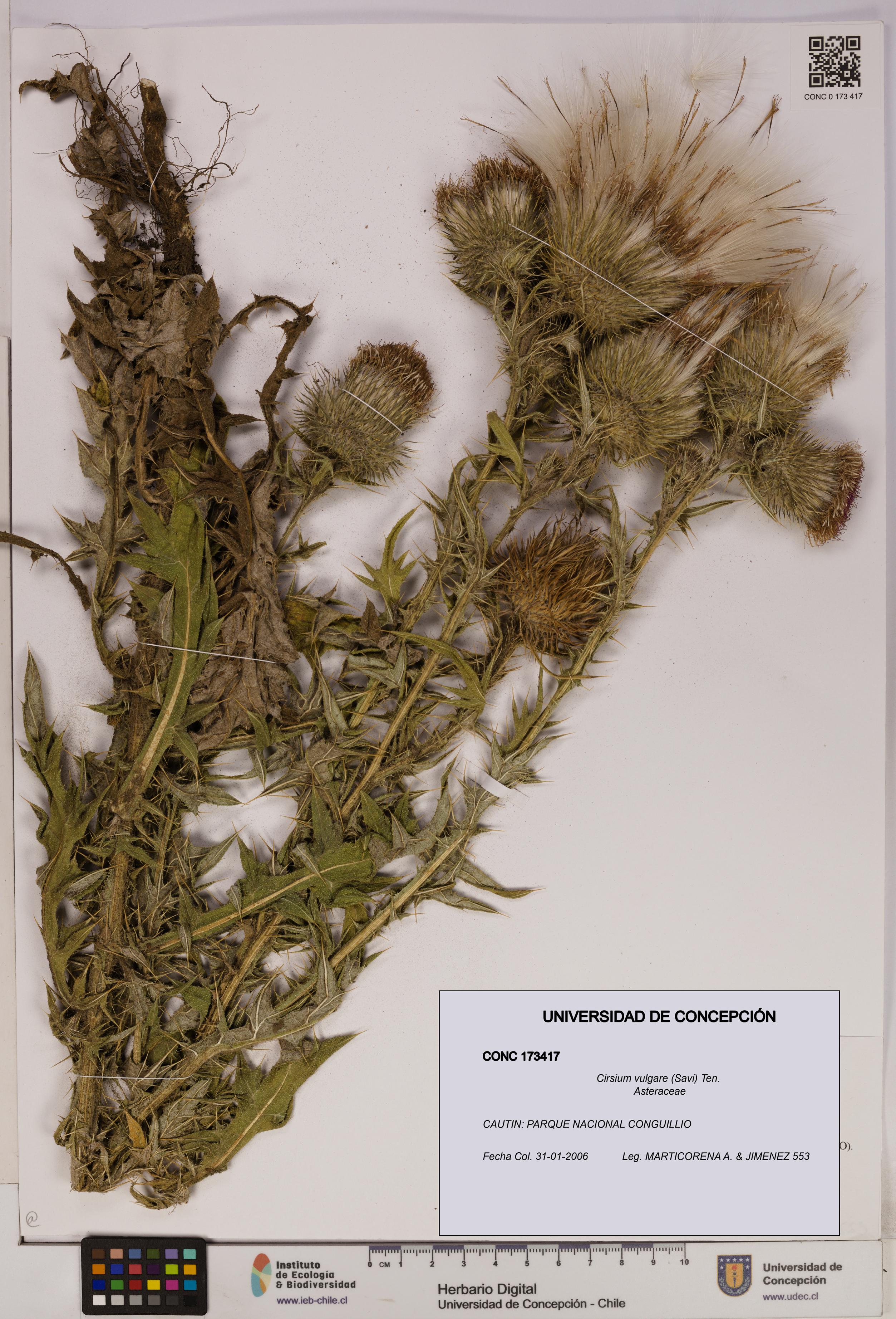 Cirsium vulgare [Espécimen: UDEC:CONC:0173417]