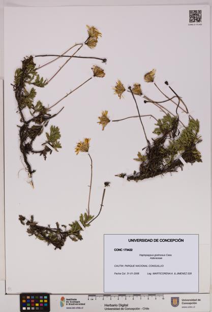 Haplopappus glutinosus [Espécimen: UDEC:CONC:0173422]