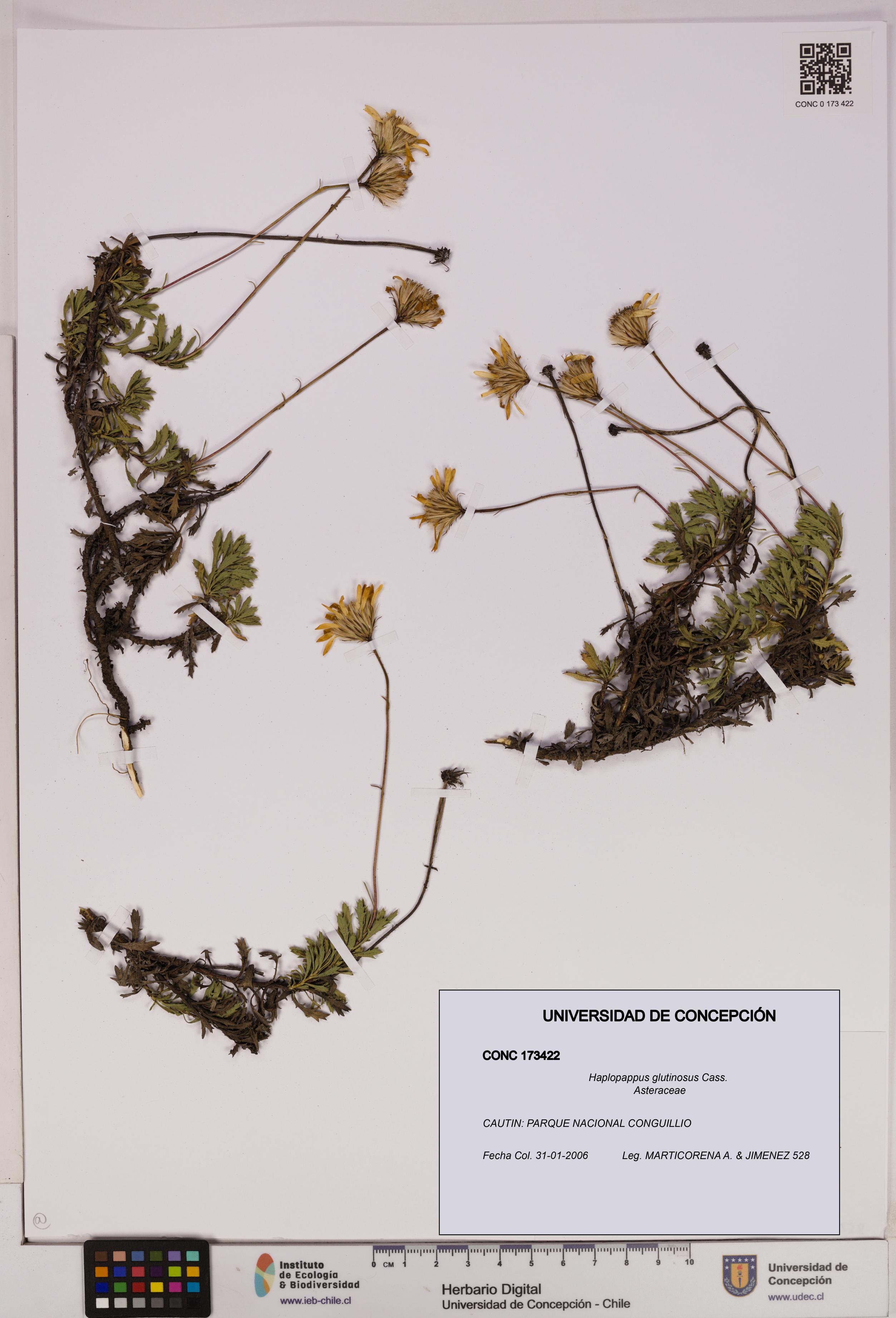 Haplopappus glutinosus [Espécimen: UDEC:CONC:0173422]