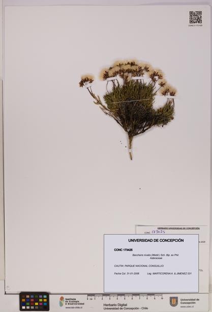 Baccharis nivalis [Espécimen: UDEC:CONC:0173425]
