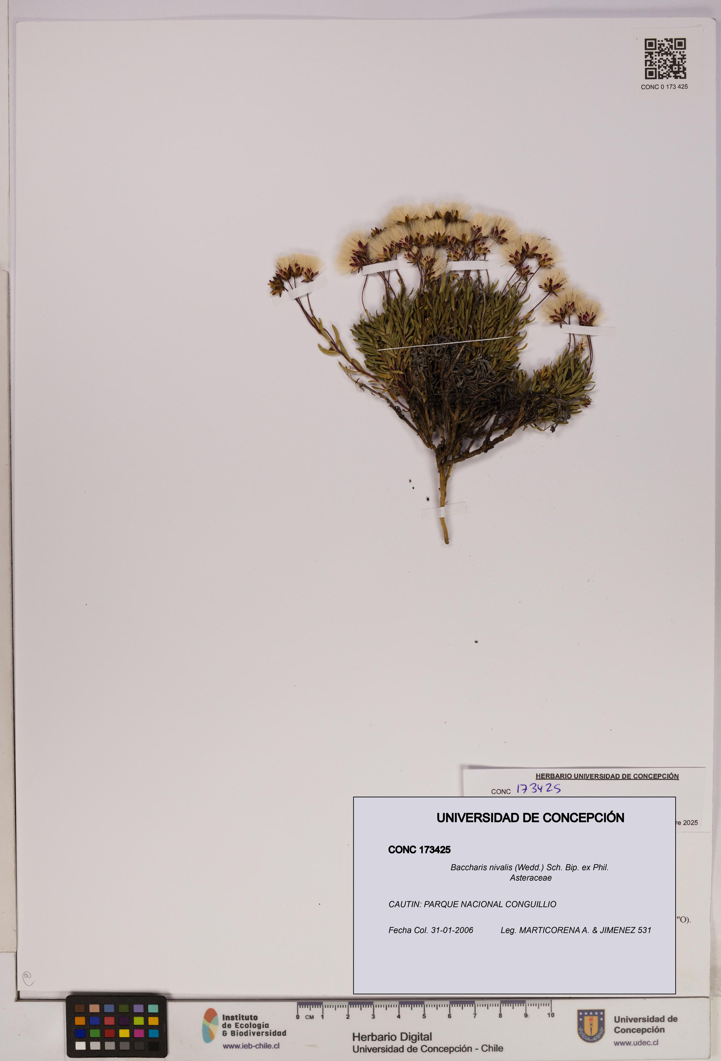 Baccharis nivalis [Espécimen: UDEC:CONC:0173425]