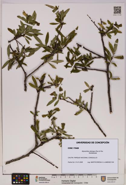 Myoschilos oblongus [Espécimen: UDEC:CONC:0173428]