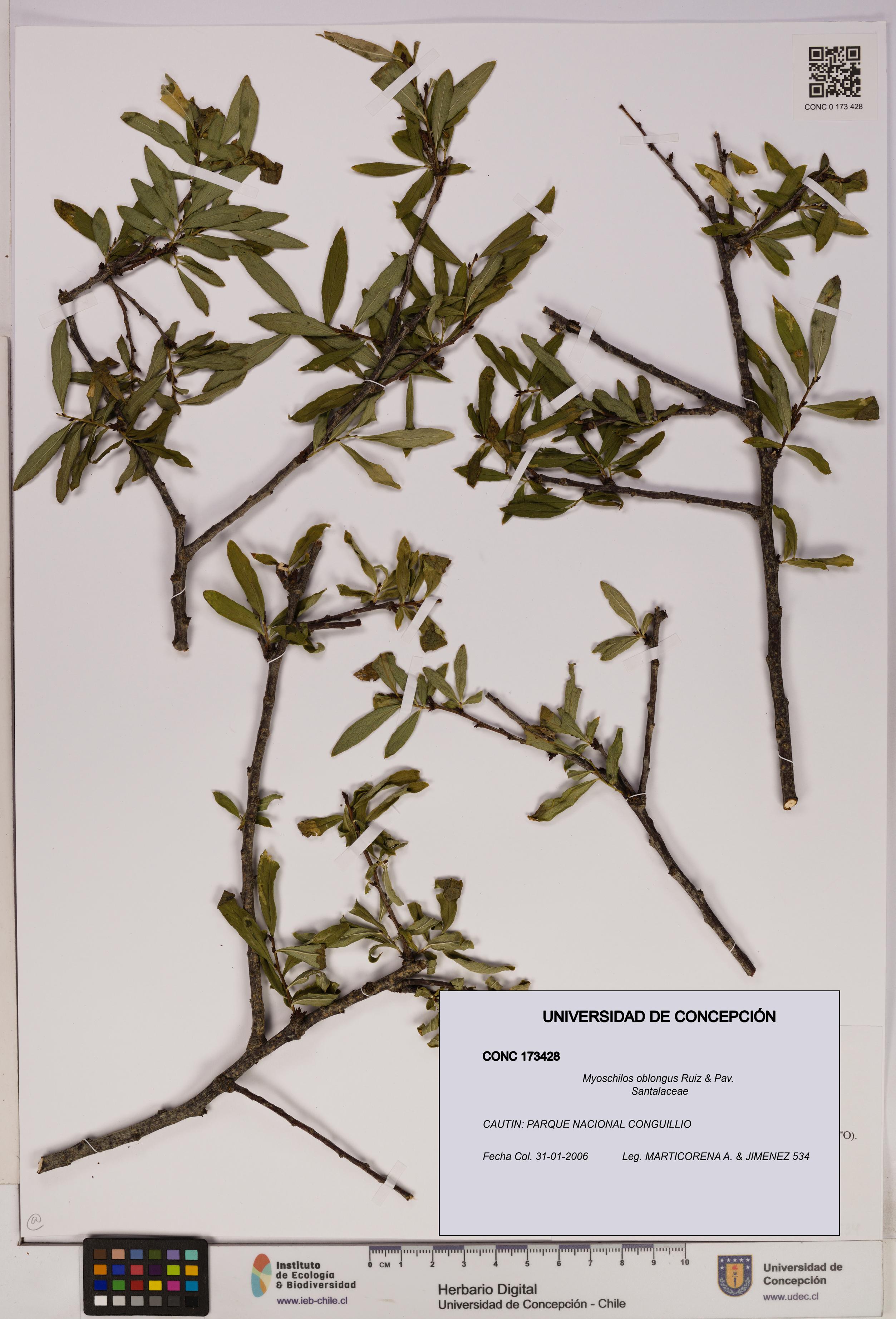 Myoschilos oblongus [Espécimen: UDEC:CONC:0173428]