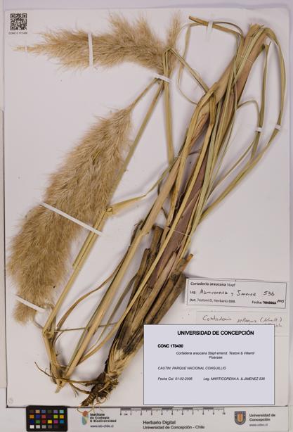 Cortaderia araucana [Espécimen: UDEC:CONC:0173430]