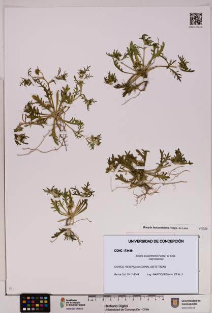 Boopis leucanthema [Espécimen: UDEC:CONC:0173436]
