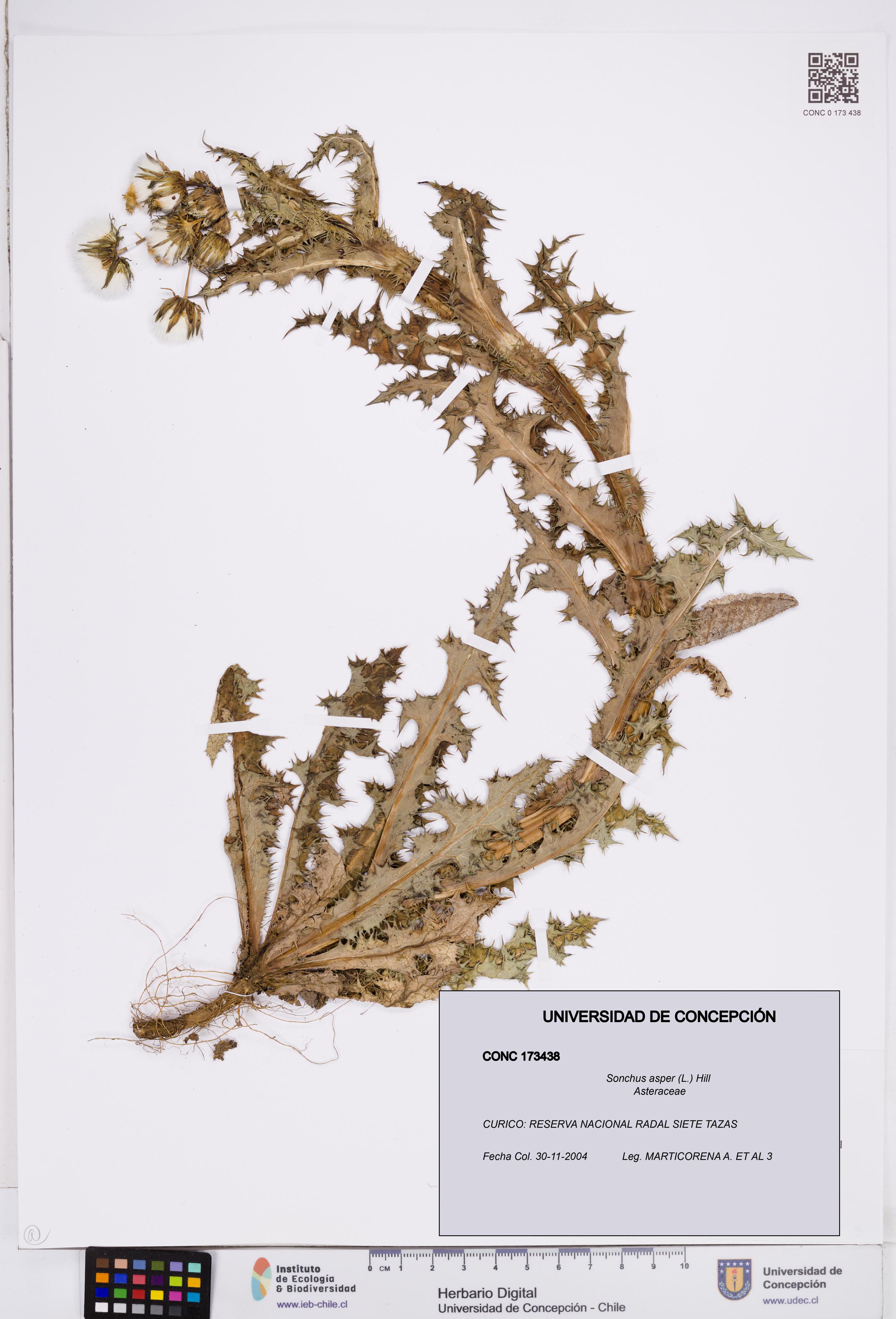 Sonchus asper [Espécimen: ]