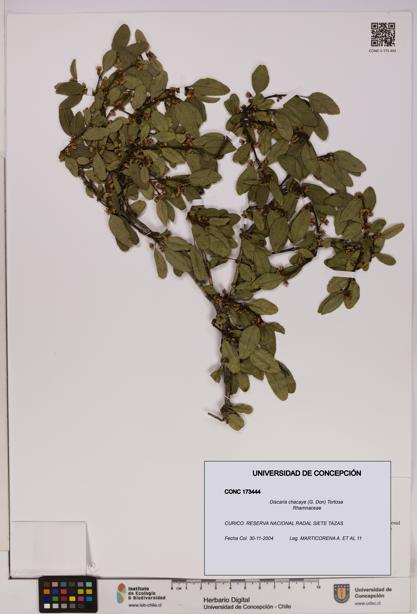 Discaria chacaye [Espécimen: UDEC:CONC:0173444]