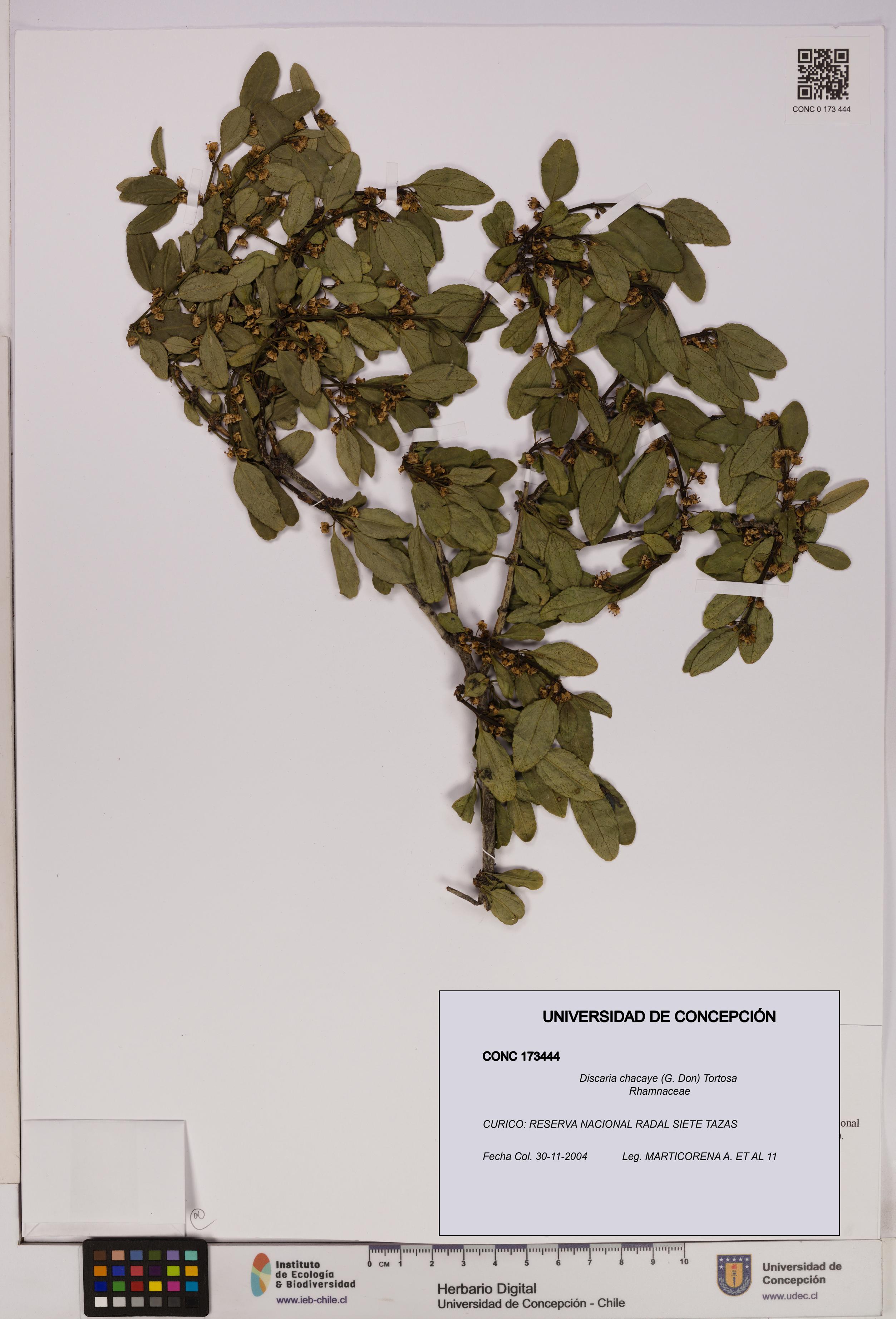 Discaria chacaye [Espécimen: UDEC:CONC:0173444]