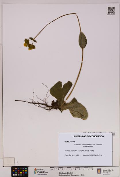 Calceolaria valdiviana subsp. valdiviana [Espécimen: UDEC:CONC:0173447]