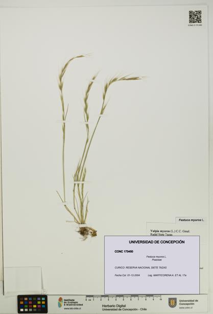Festuca myuros [Espécimen: UDEC:CONC:0173450]