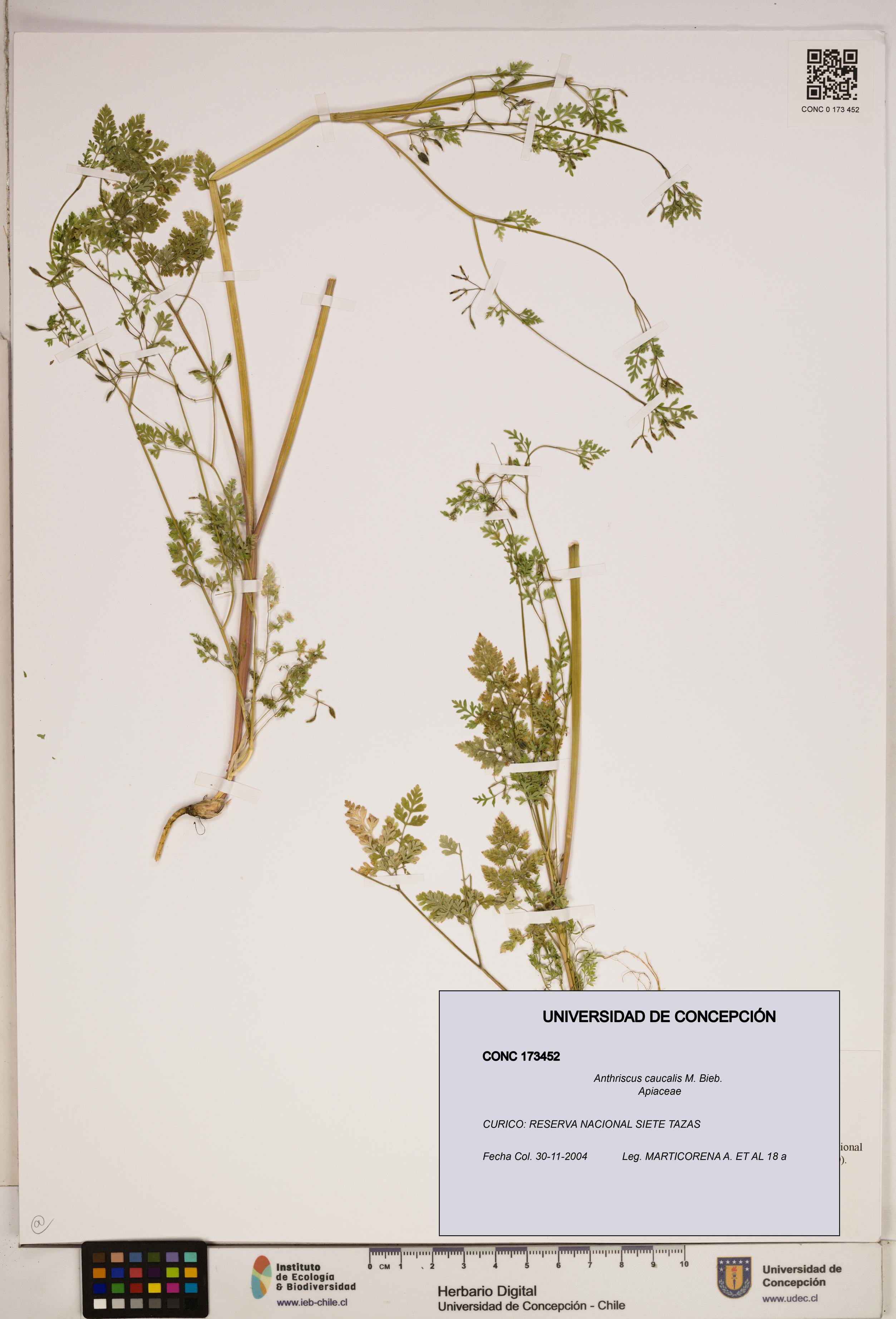 Anthriscus caucalis [Espécimen: ]
