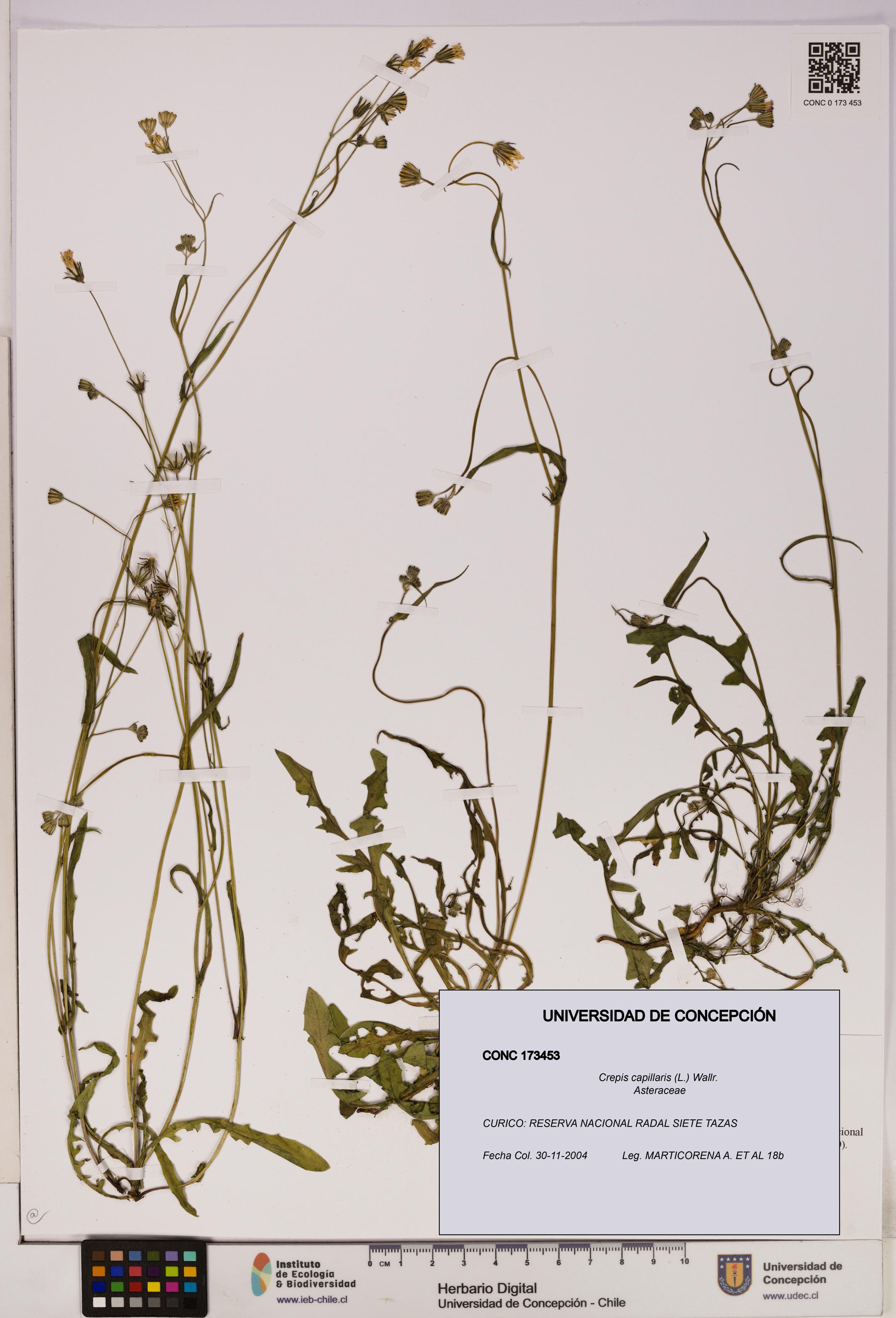Crepis capillaris [Espécimen: UDEC:CONC:0173453]