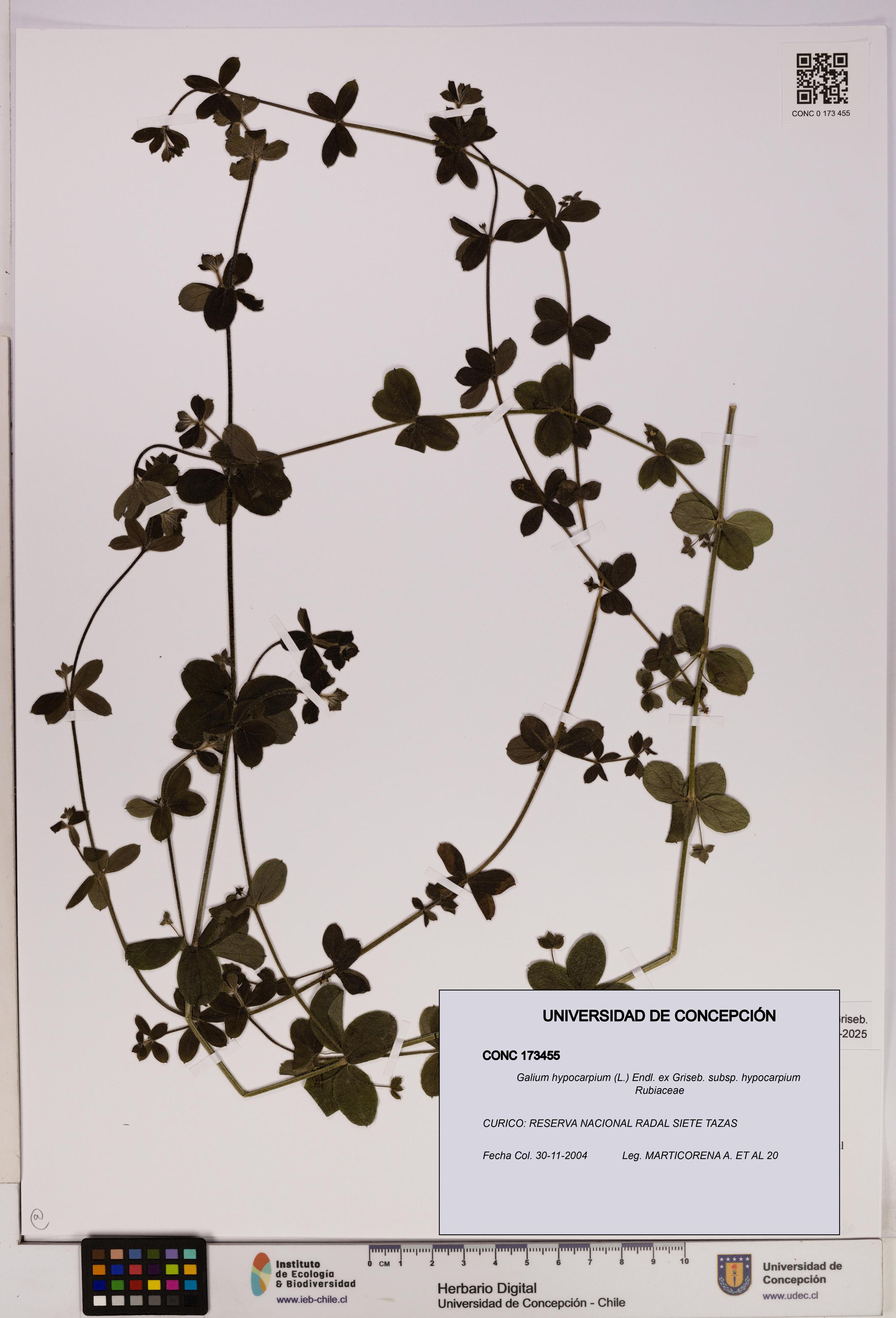Galium hypocarpium subsp. hypocarpium [Espécimen: UDEC:CONC:0173455]