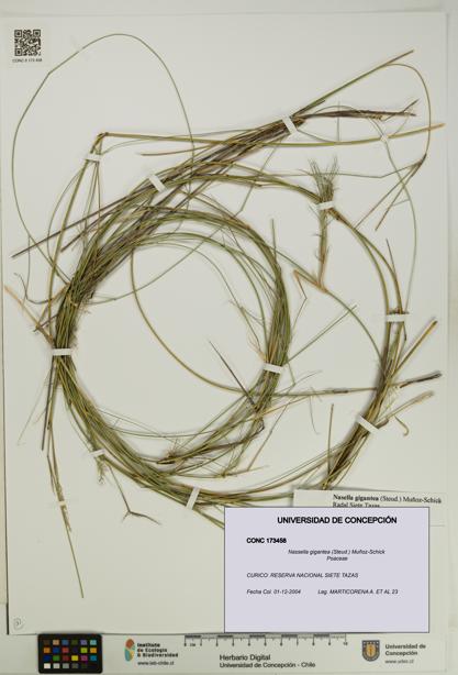 Nassella gigantea [Espécimen: UDEC:CONC:0173458]