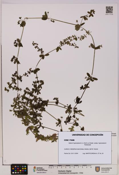Galium hypocarpium subsp. hypocarpium [Espécimen: UDEC:CONC:0173459]