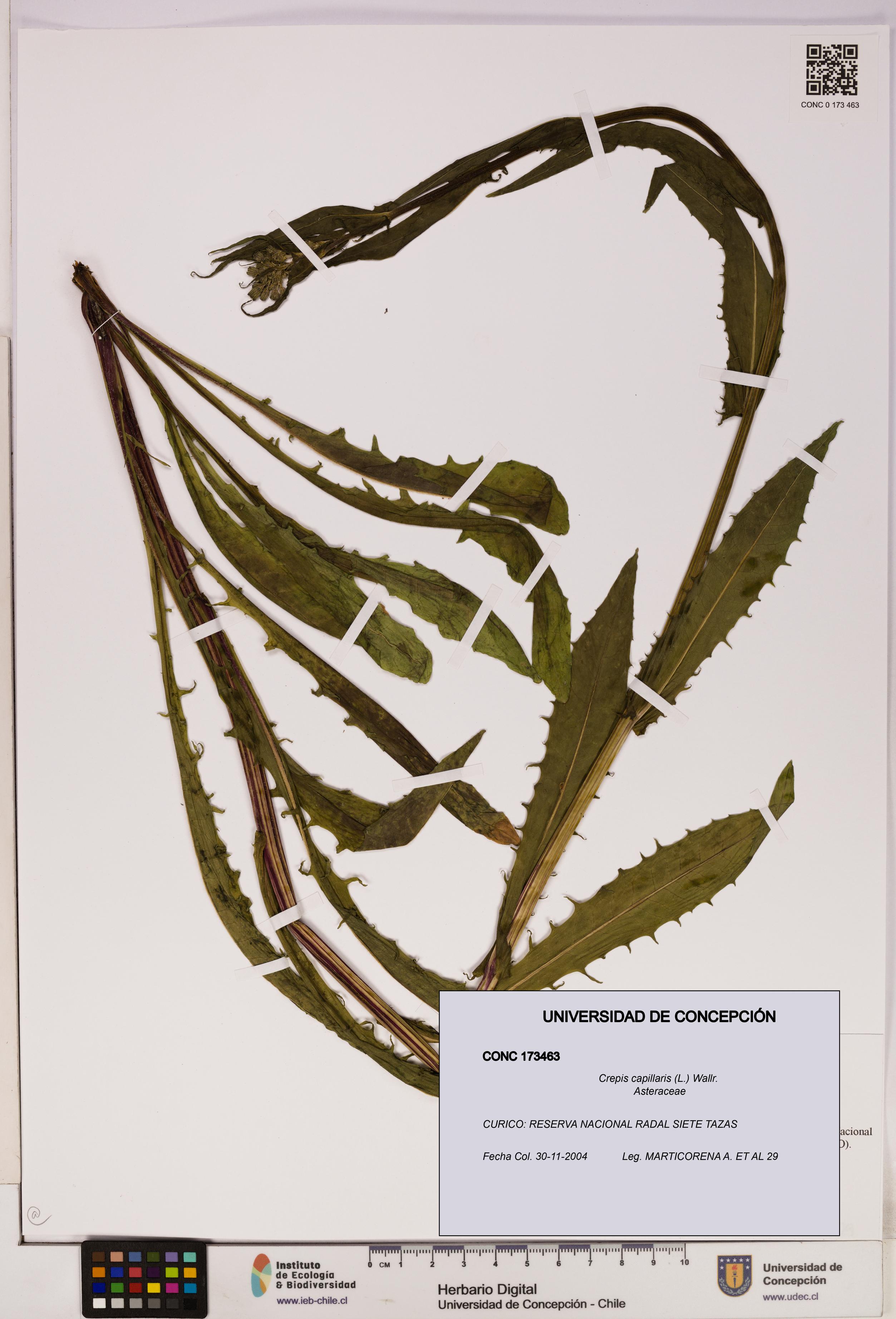 Crepis capillaris [Espécimen: UDEC:CONC:0173463]