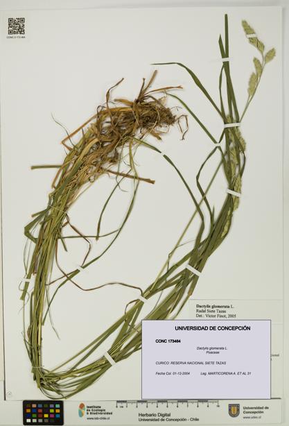 Dactylis glomerata [Espécimen: UDEC:CONC:0173464]