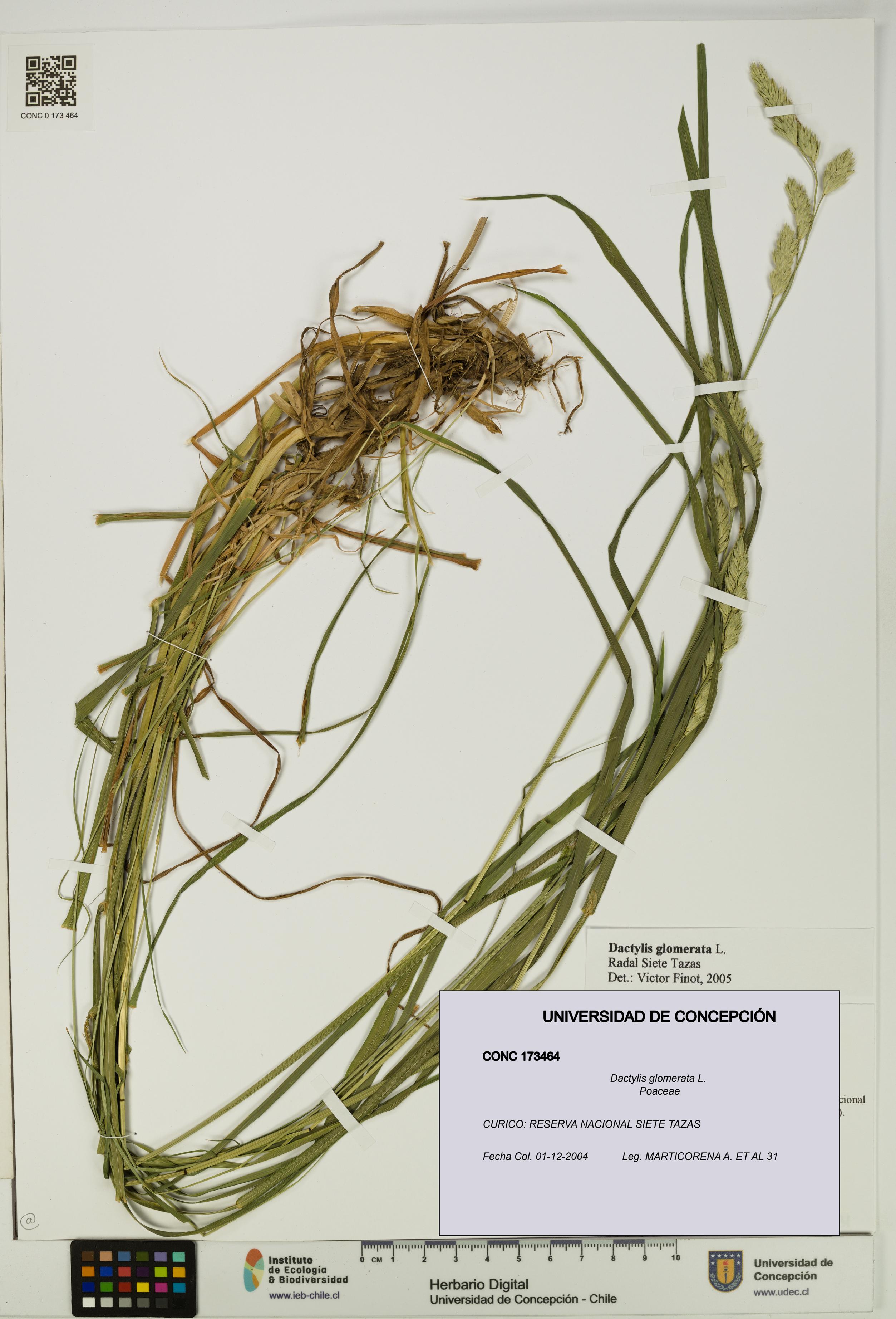 Dactylis glomerata [Espécimen: UDEC:CONC:0173464]