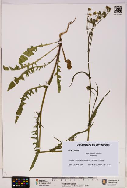 Crepis capillaris [Espécimen: UDEC:CONC:0173465]