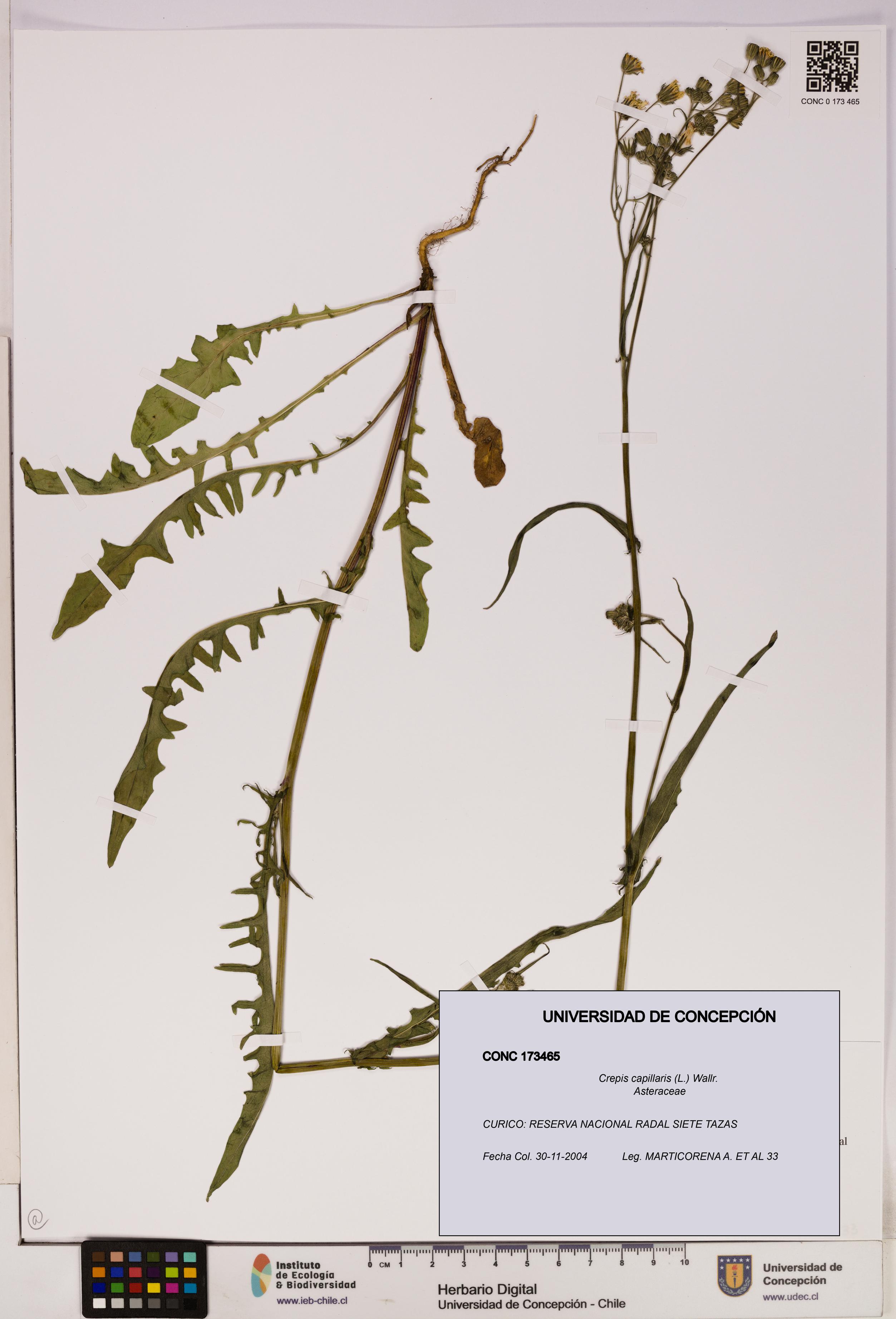 Crepis capillaris [Espécimen: UDEC:CONC:0173465]
