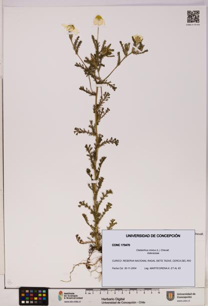 Cladanthus mixtus [Espécimen: UDEC:CONC:0173470]