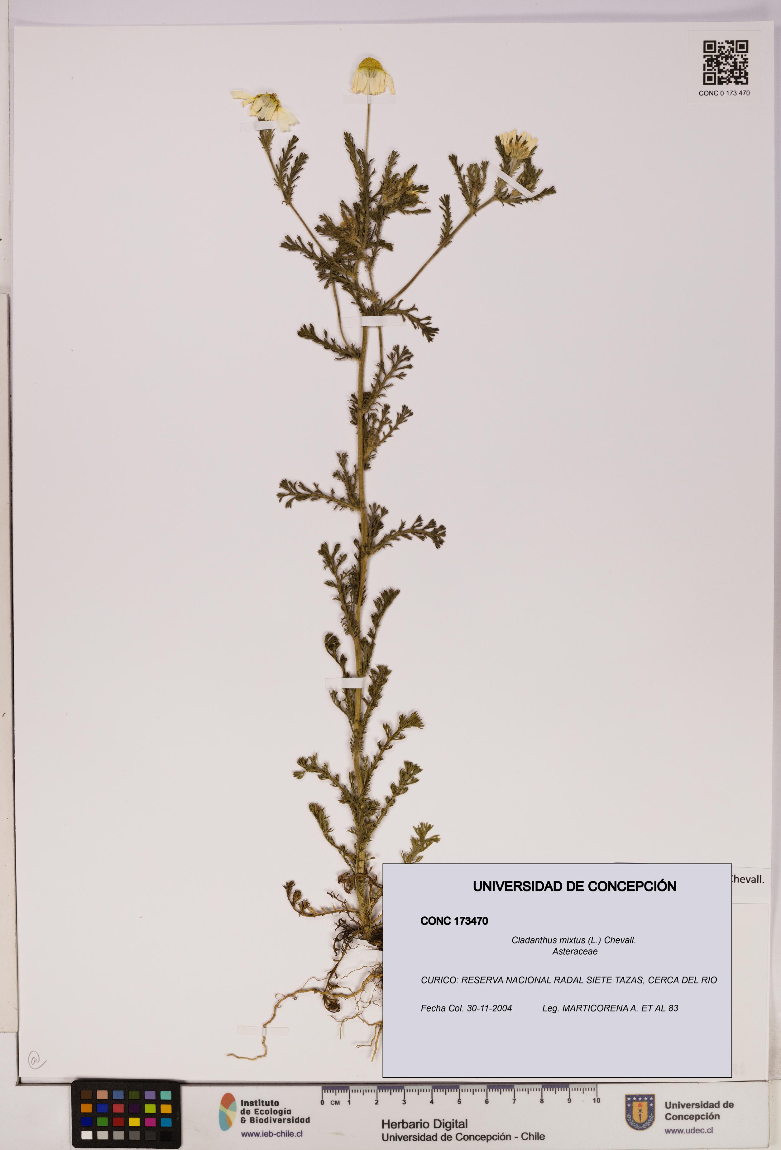 Cladanthus mixtus [Espécimen: UDEC:CONC:0173470]