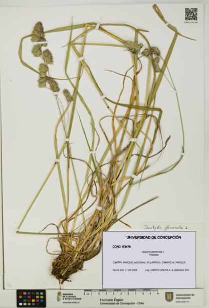 Dactylis glomerata [Espécimen: UDEC:CONC:0173476]