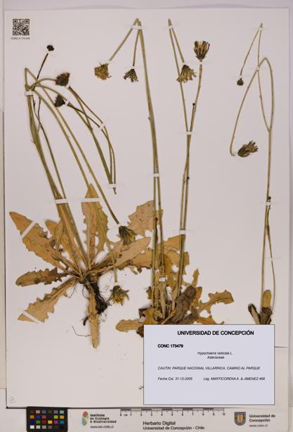 Hypochaeris radicata [Espécimen: UDEC:CONC:0173479]