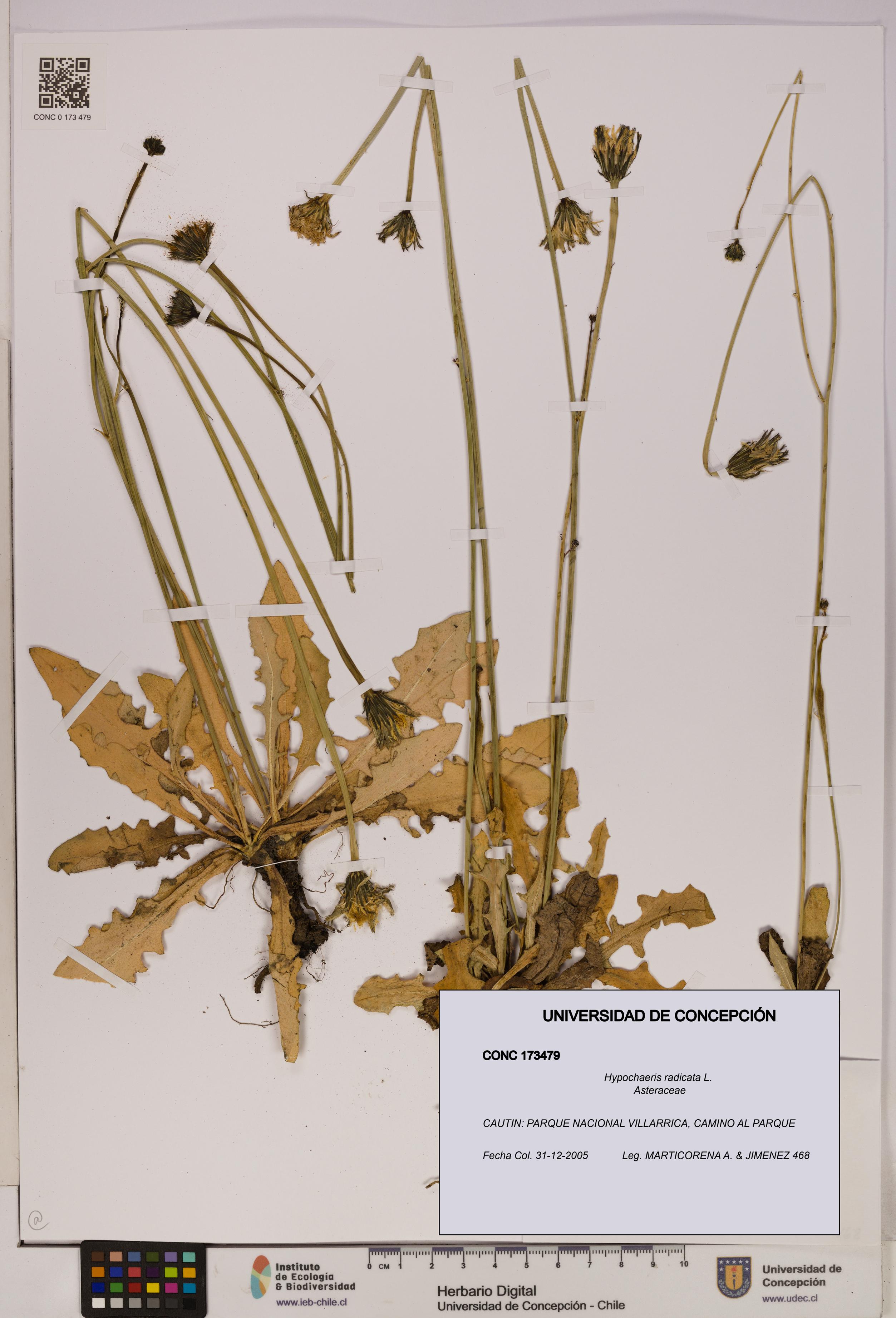 Hypochaeris radicata [Espécimen: UDEC:CONC:0173479]