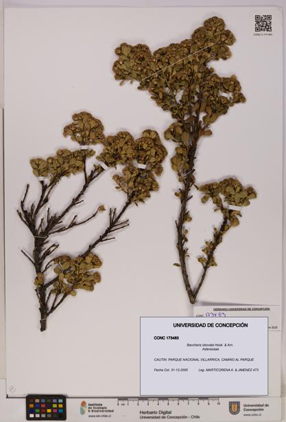 Baccharis obovata [Espécimen: UDEC:CONC:0173483]