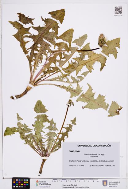 Taraxacum officinale [Espécimen: ]
