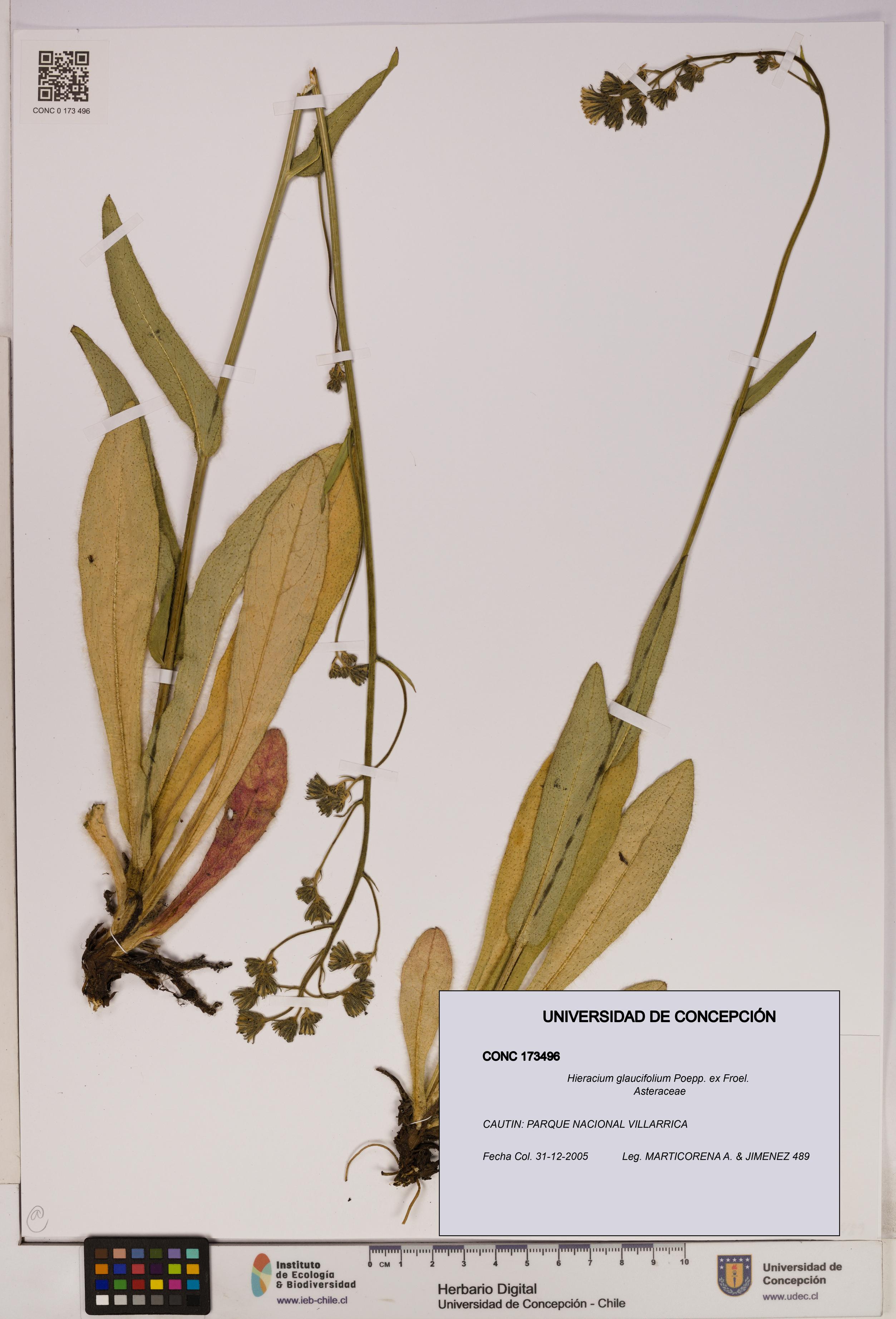 Hieracium glaucifolium [Espécimen: UDEC:CONC:0173496]