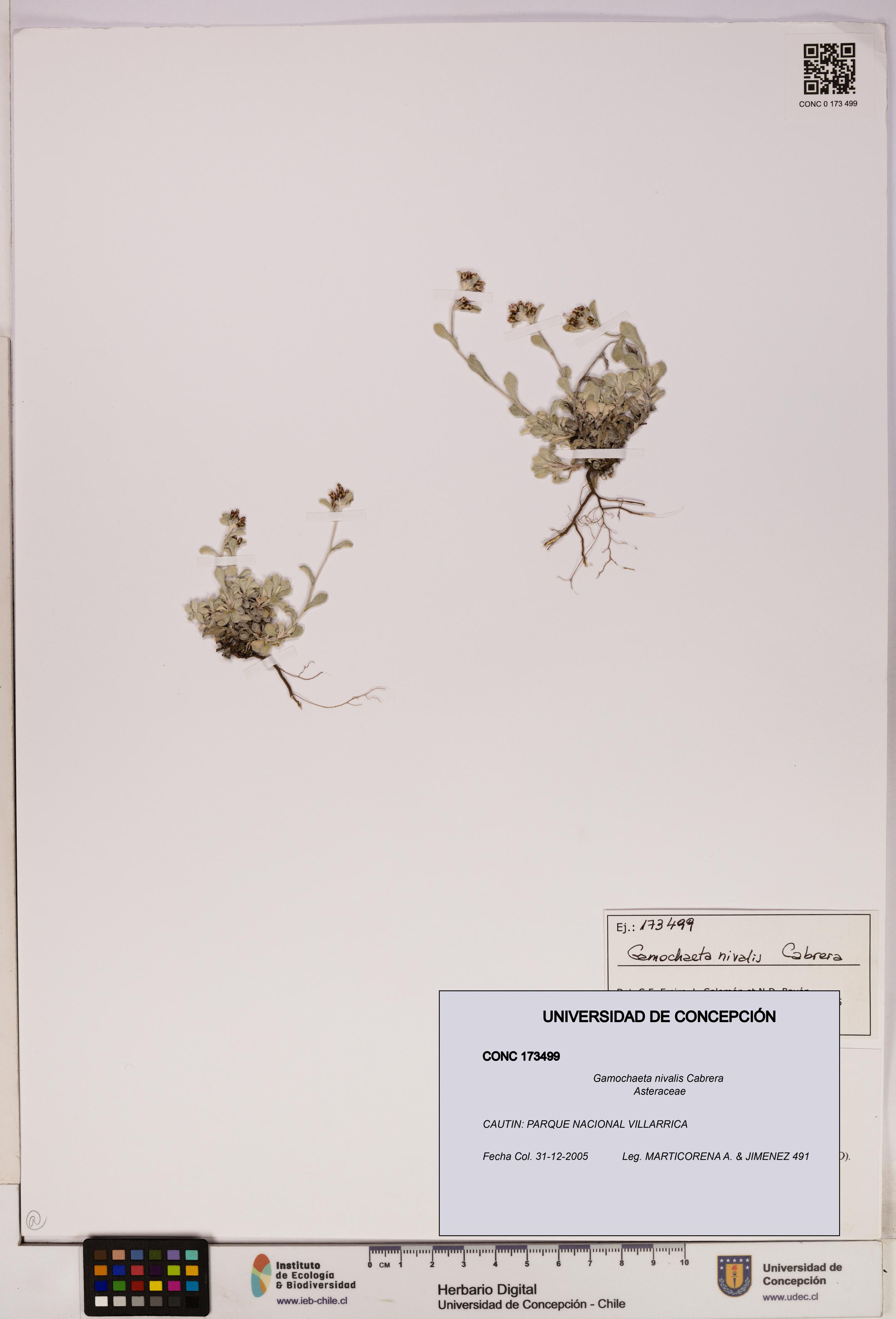 Gamochaeta nivalis [Espécimen: UDEC:CONC:0173499]