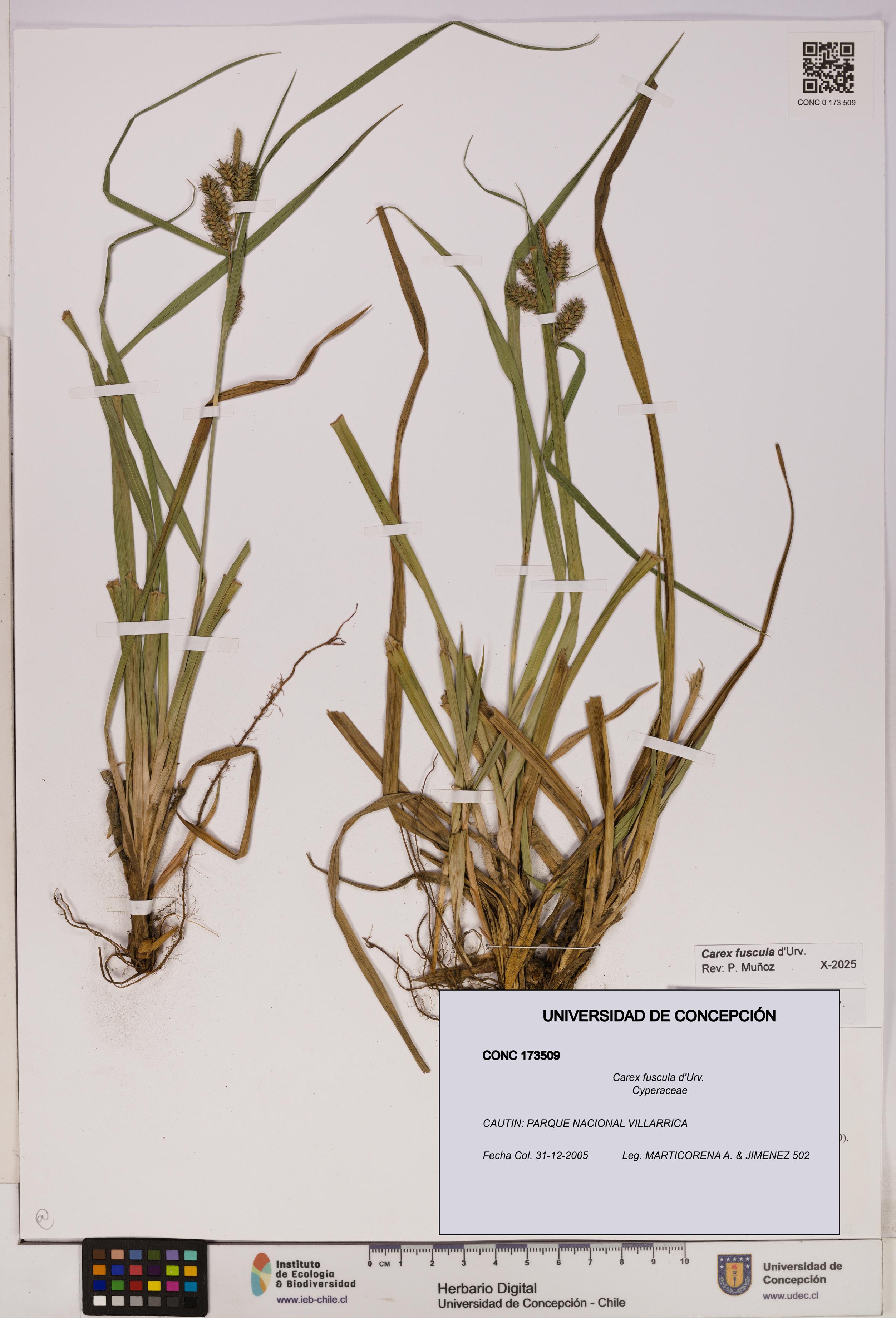 Carex fuscula [Espécimen: UDEC:CONC:0173509]