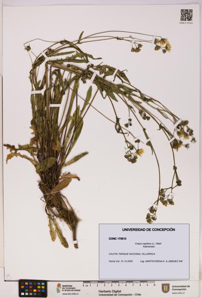 Crepis capillaris [Espécimen: UDEC:CONC:0173513]