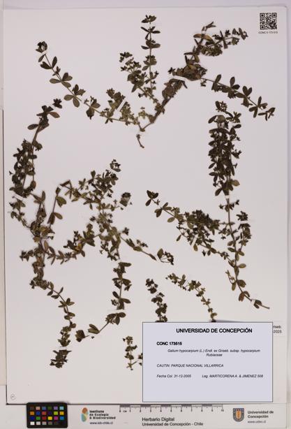 Galium hypocarpium subsp. hypocarpium [Espécimen: UDEC:CONC:0173515]