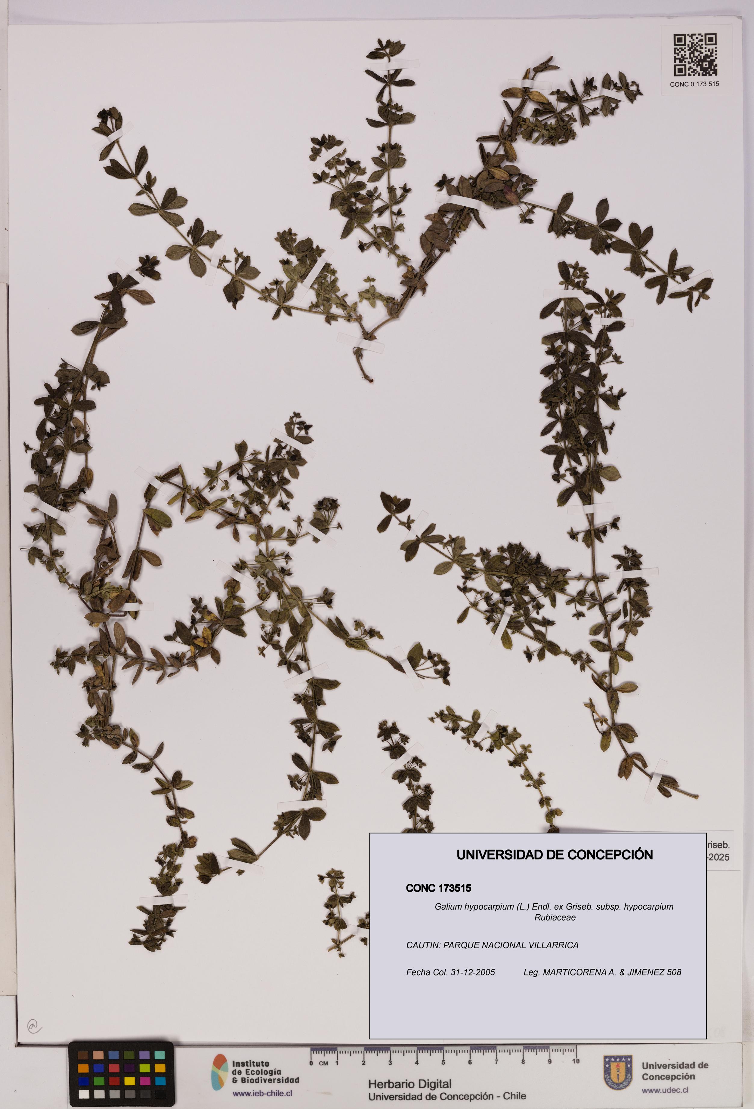 Galium hypocarpium subsp. hypocarpium [Espécimen: UDEC:CONC:0173515]