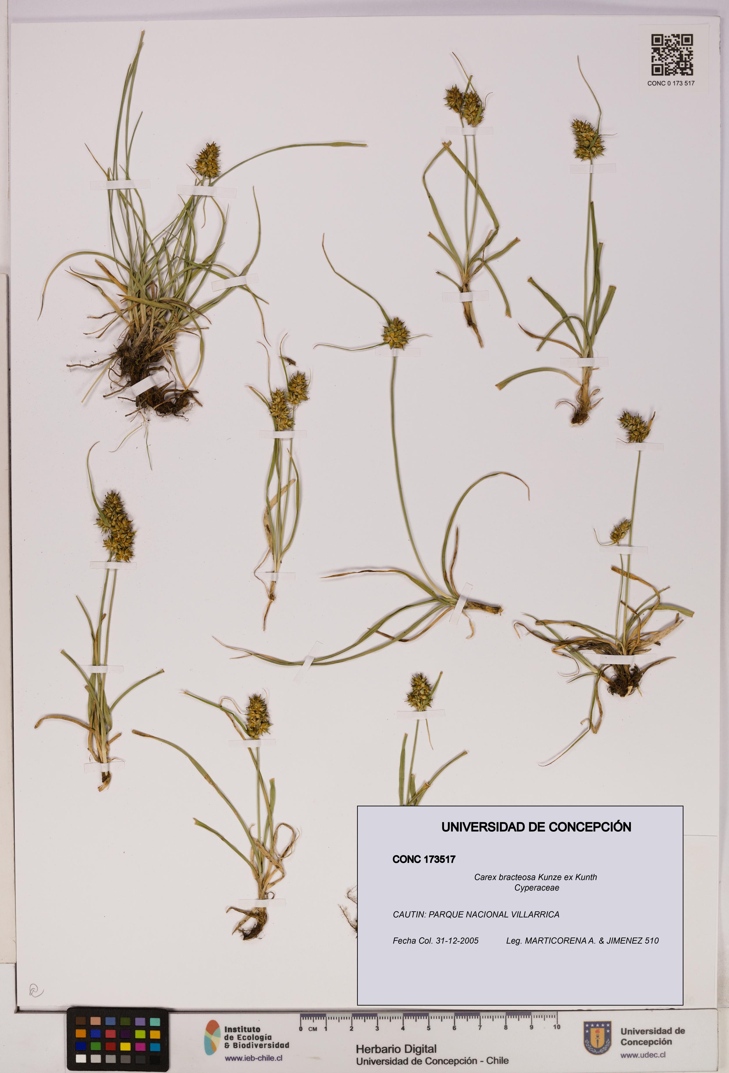 Carex bracteosa [Espécimen: UDEC:CONC:0173517]