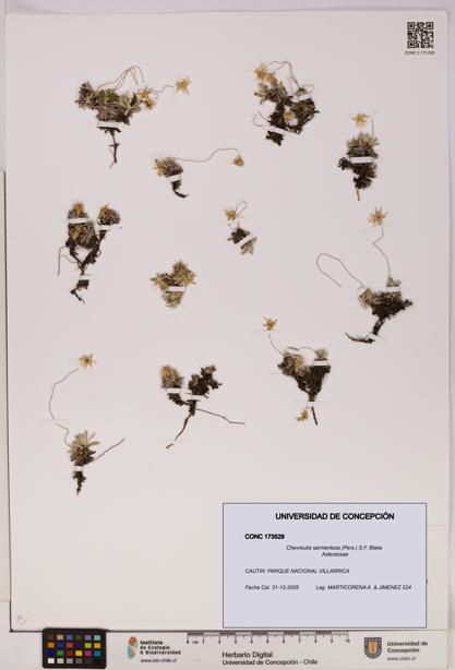 Chevreulia sarmentosa [Espécimen: UDEC:CONC:0173529]