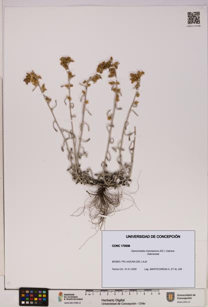 Gamochaeta chamissonis [Espécimen: UDEC:CONC:0173538]