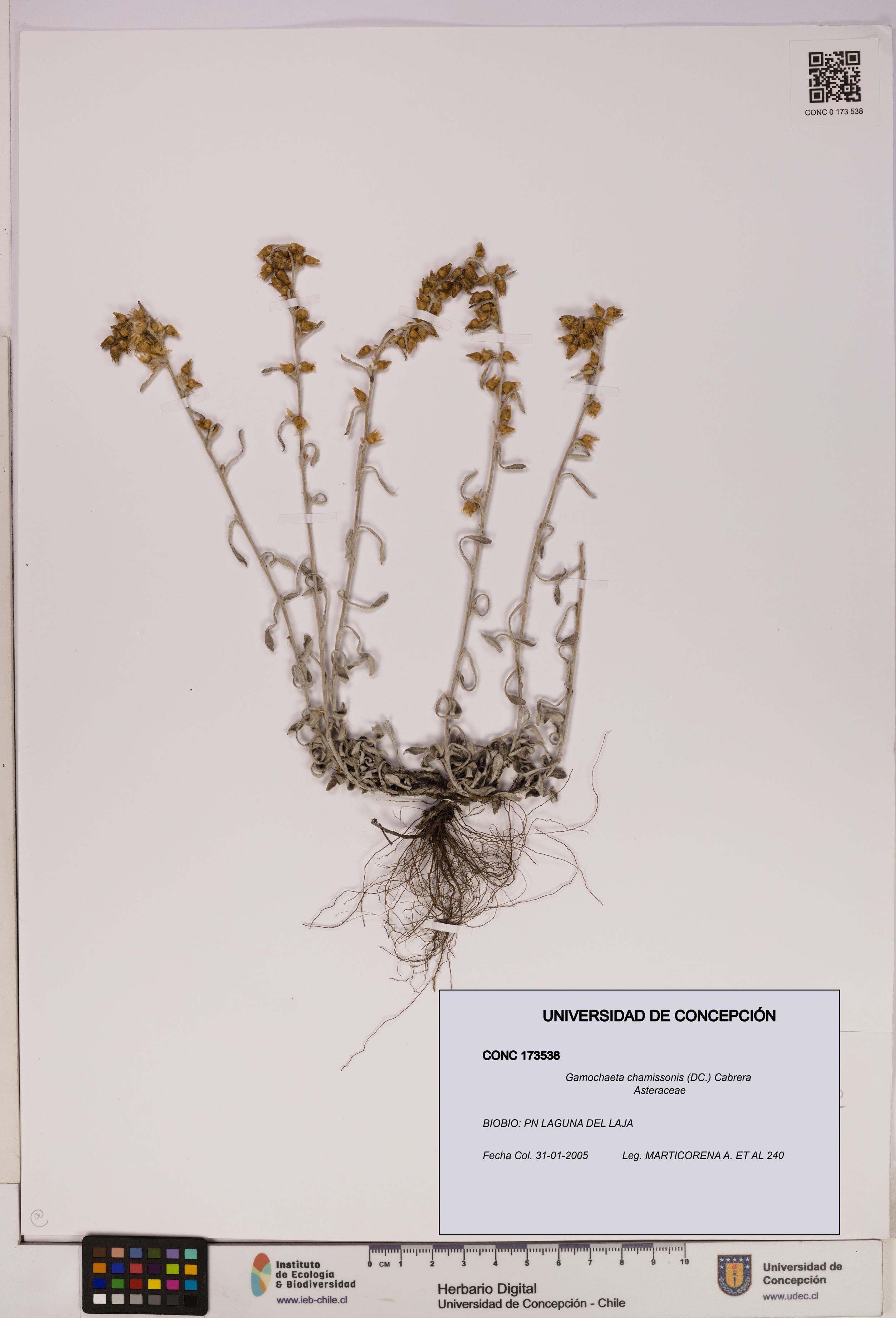 Gamochaeta chamissonis [Espécimen: UDEC:CONC:0173538]