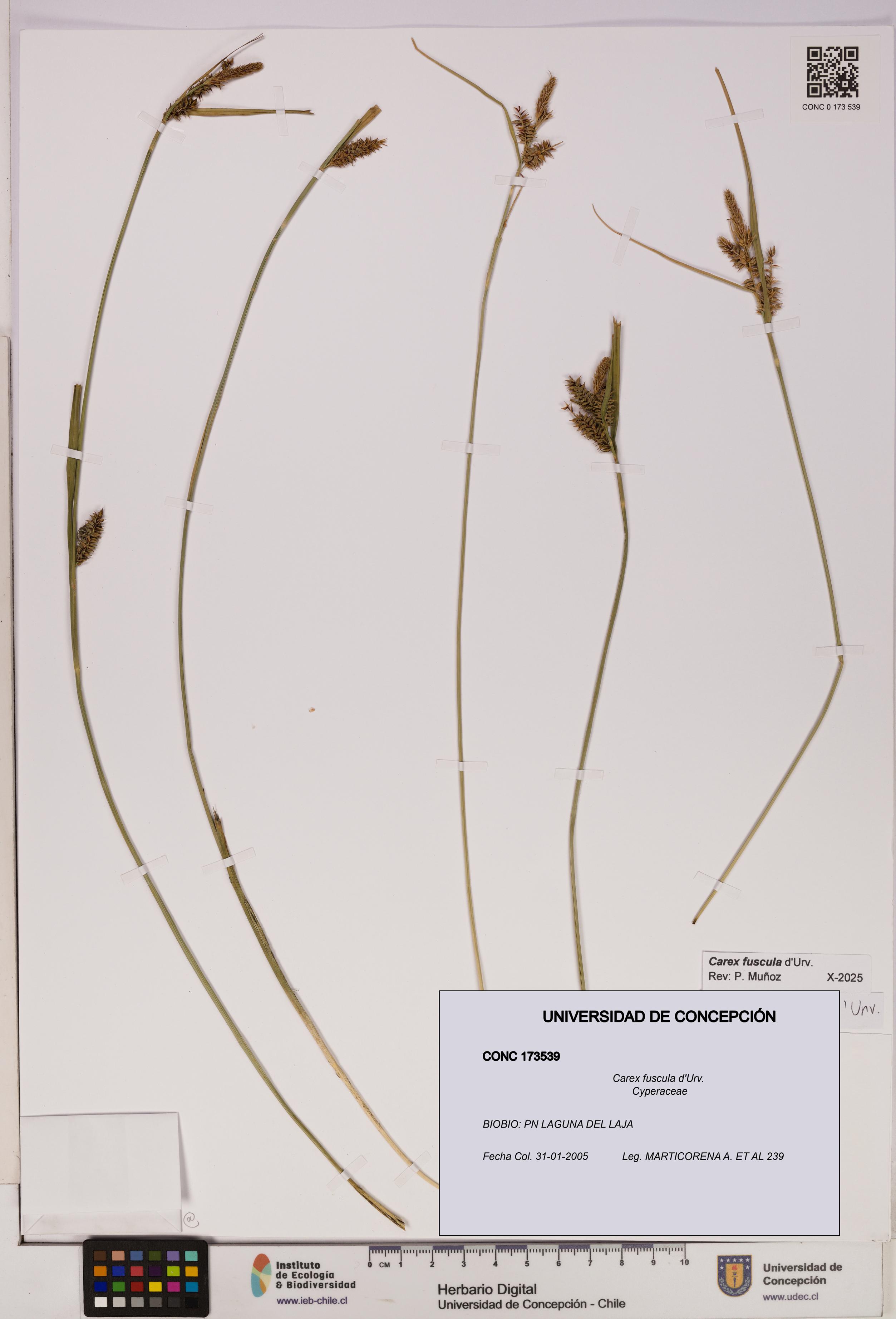 Carex fuscula [Espécimen: UDEC:CONC:0173539]