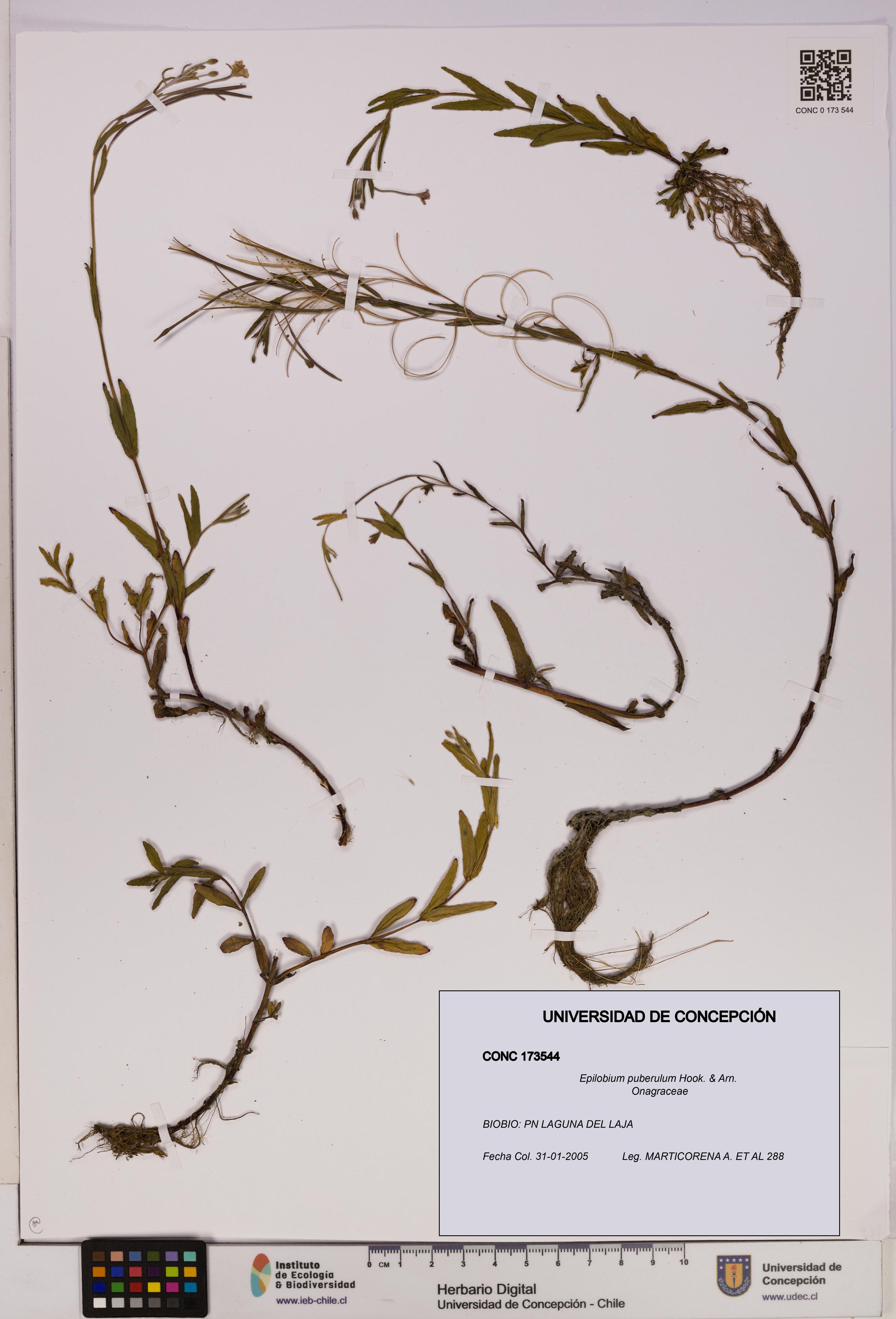 Epilobium puberulum [Espécimen: UDEC:CONC:0173544]