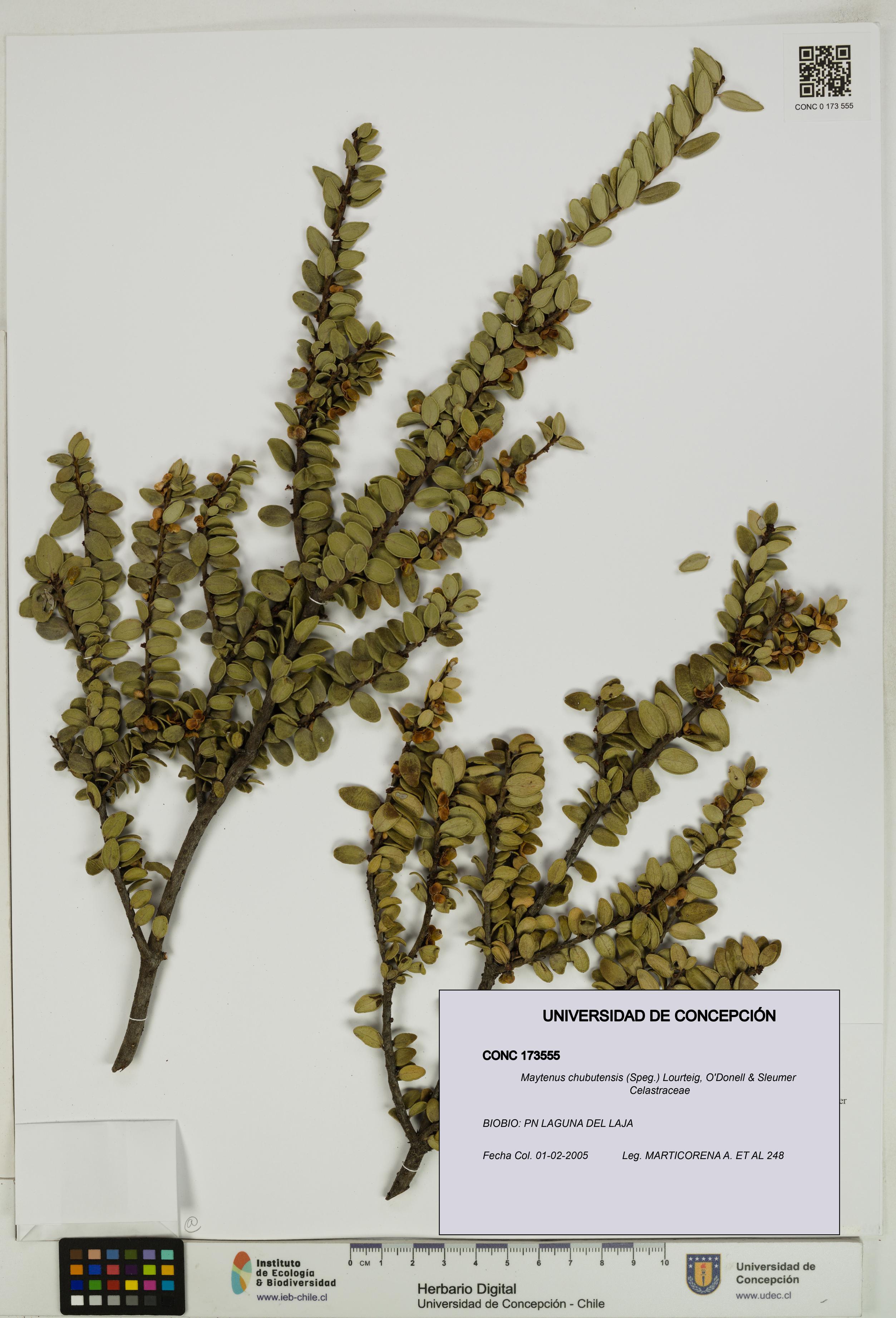 Maytenus chubutensis [Espécimen: UDEC:CONC:0173555]