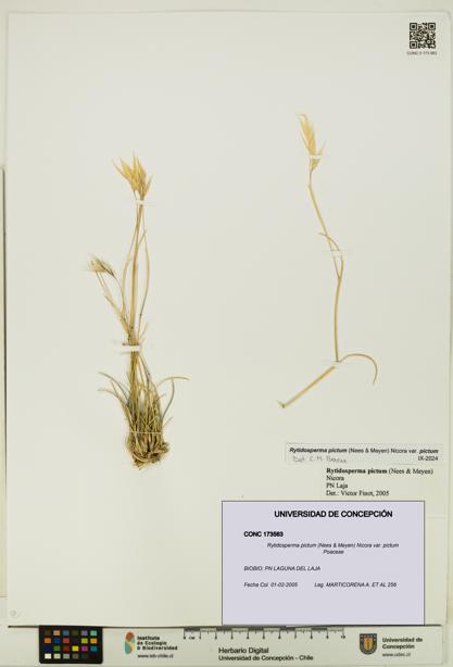 Rytidosperma pictum var. pictum [Espécimen: UDEC:CONC:0173563]