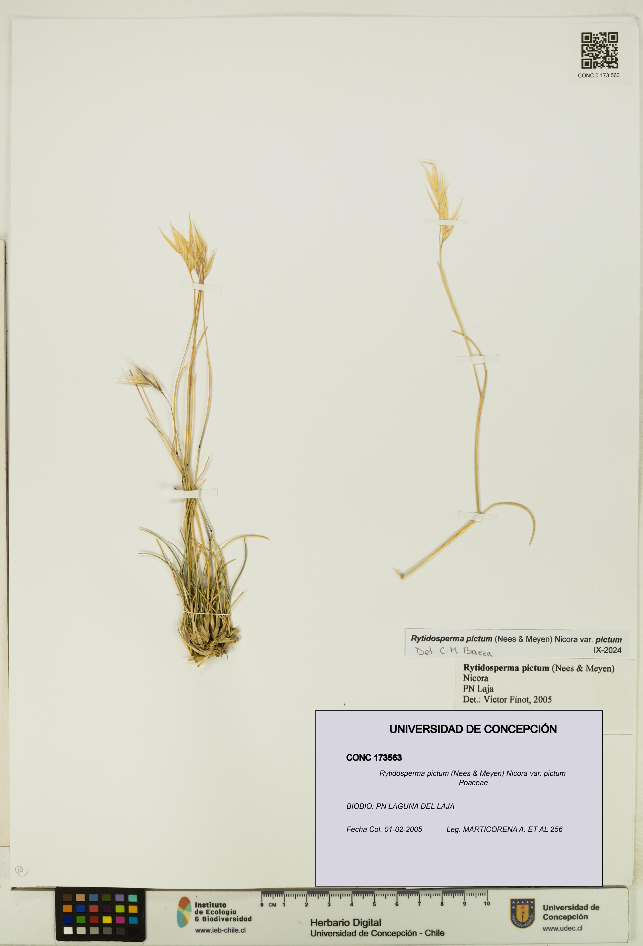 Rytidosperma pictum var. pictum [Espécimen: UDEC:CONC:0173563]