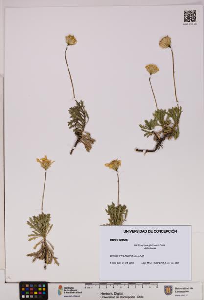Haplopappus glutinosus [Espécimen: UDEC:CONC:0173566]