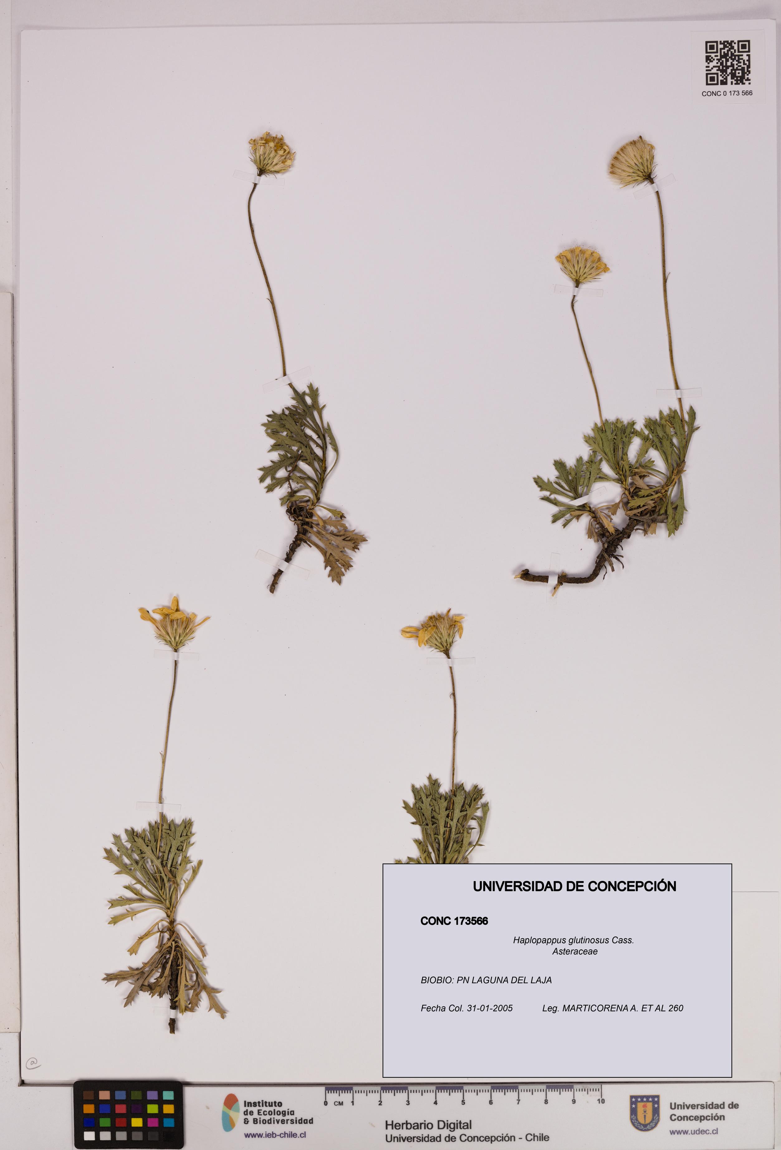 Haplopappus glutinosus [Espécimen: UDEC:CONC:0173566]