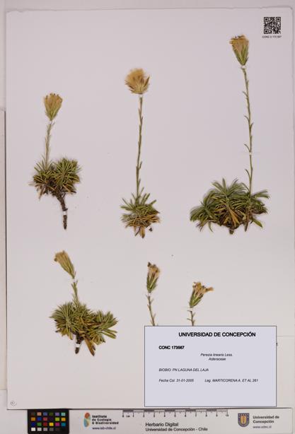 Perezia linearis [Espécimen: UDEC:CONC:0173567]